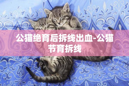 公貓絕育后拆線出血-公貓節育拆線