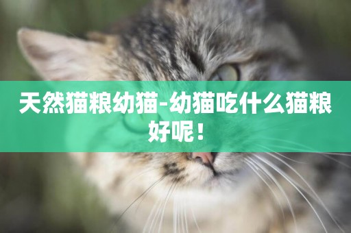 天然貓糧幼貓-幼貓吃什么貓糧好呢！
