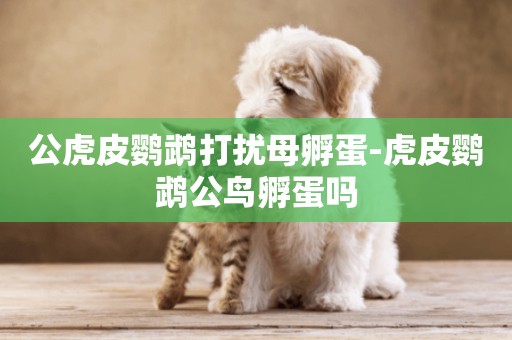 公虎皮鸚鵡打擾母孵蛋-虎皮鸚鵡公鳥孵蛋嗎