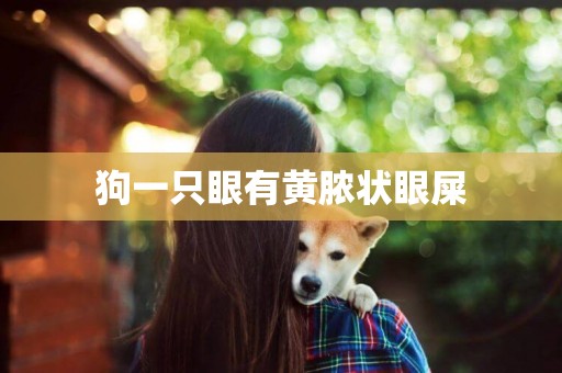 狗一只眼有黃膿狀眼屎