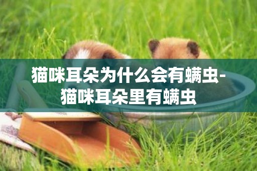 貓咪耳朵為什么會有螨蟲-貓咪耳朵里有螨蟲