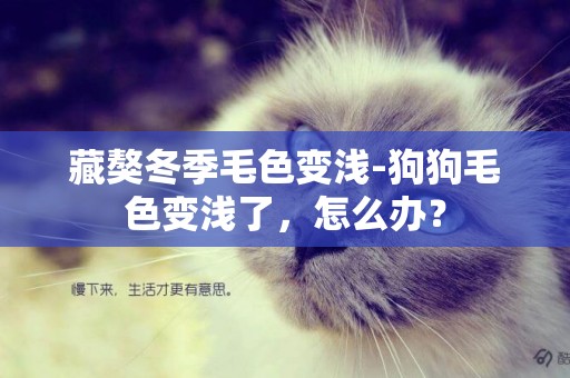 藏獒冬季毛色變淺-狗狗毛色變淺了，怎么辦？