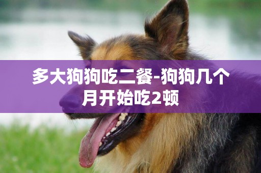 多大狗狗吃二餐-狗狗幾個月開始吃2頓