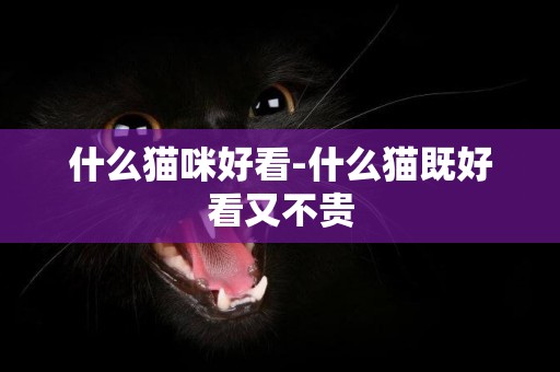 什么貓咪好看-什么貓既好看又不貴