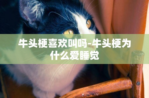 牛頭梗喜歡叫嗎-牛頭梗為什么愛睡覺
