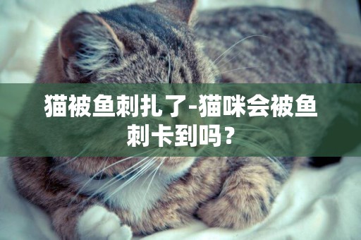 貓被魚刺扎了-貓咪會被魚刺卡到嗎？