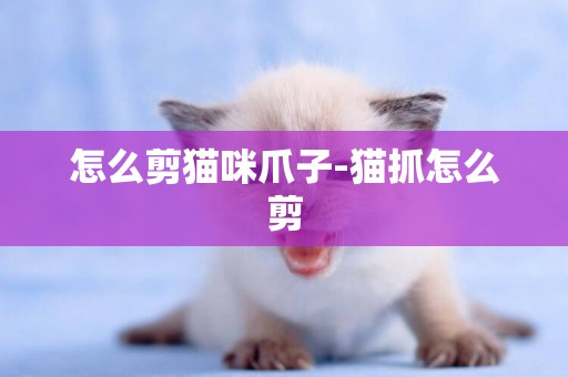 怎么剪貓咪爪子-貓抓怎么剪