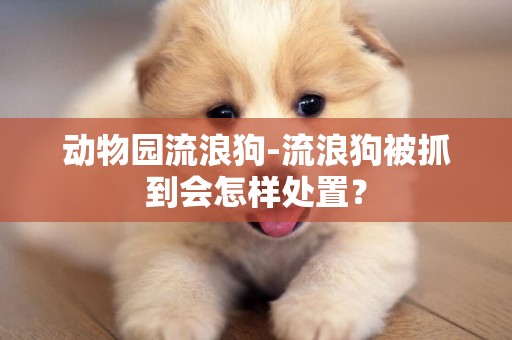 動物園流浪狗-流浪狗被抓到會怎樣處置？