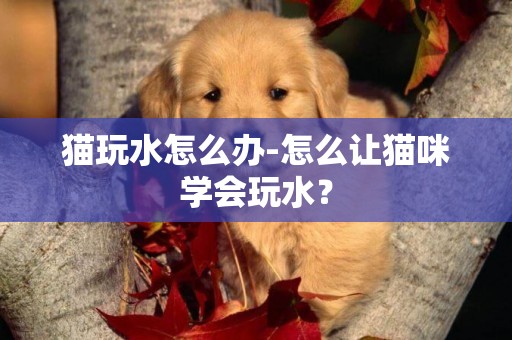 貓玩水怎么辦-怎么讓貓咪學會玩水？