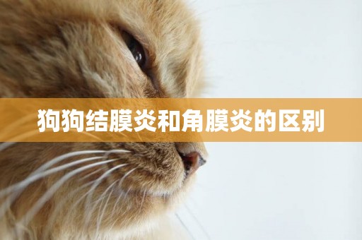 狗狗結膜炎和角膜炎的區別