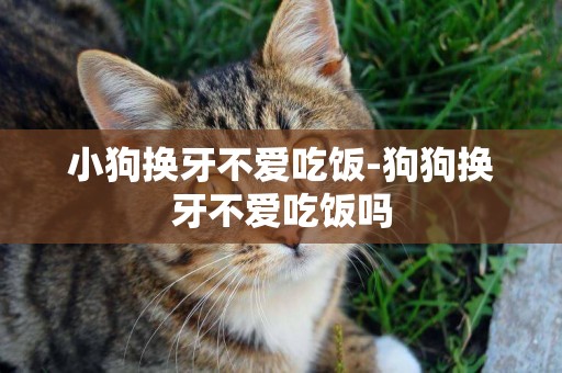 小狗換牙不愛吃飯-狗狗換牙不愛吃飯嗎