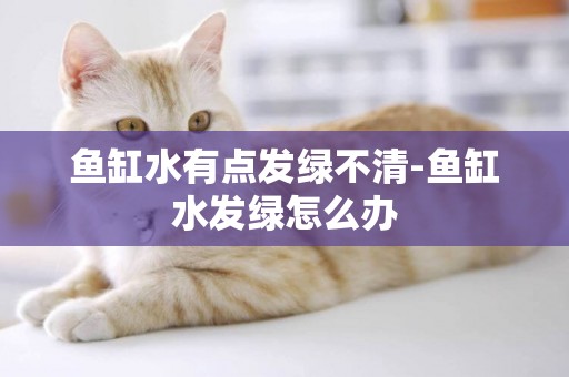 魚缸水有點發綠不清-魚缸水發綠怎么辦