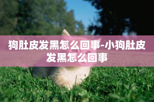 狗肚皮發黑怎么回事-小狗肚皮發黑怎么回事