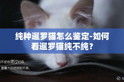 純種暹羅貓怎么鑒定-如何看暹羅貓純不純？