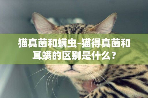 貓真菌和螨蟲-貓得真菌和耳螨的區別是什么？