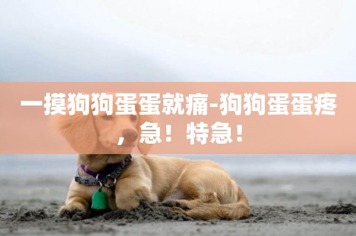 一摸狗狗蛋蛋就痛-狗狗蛋蛋疼，急！特急！