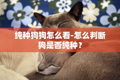 純種狗狗怎么看-怎么判斷狗是否純種？