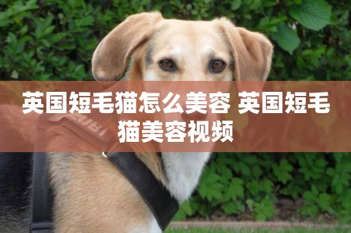 英國短毛貓怎么美容 英國短毛貓美容視頻