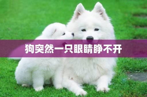 狗突然一只眼睛睜不開