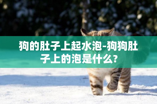 狗的肚子上起水泡-狗狗肚子上的泡是什么?
