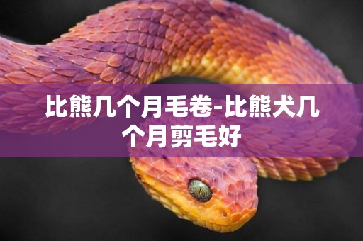 比熊幾個月毛卷-比熊犬幾個月剪毛好