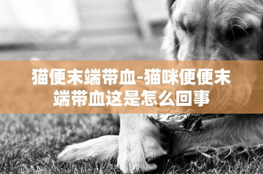 貓便末端帶血-貓咪便便末端帶血這是怎么回事