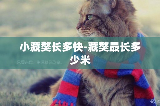 小藏獒長多快-藏獒最長多少米