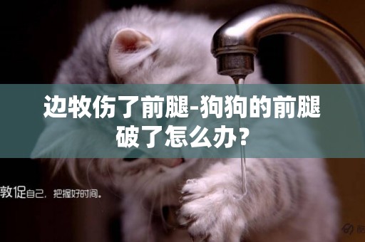 邊牧傷了前腿-狗狗的前腿破了怎么辦？