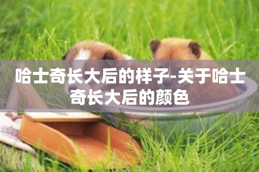 哈士奇長大后的樣子-關于哈士奇長大后的顏色