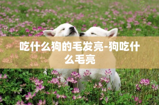 吃什么狗的毛發亮-狗吃什么毛亮