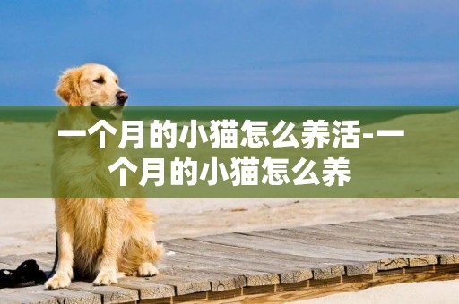 一個月的小貓怎么養活-一個月的小貓怎么養