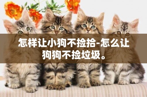 怎樣讓小狗不撿拾-怎么讓狗狗不撿垃圾。