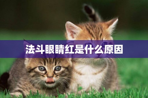 法斗眼睛紅是什么原因
