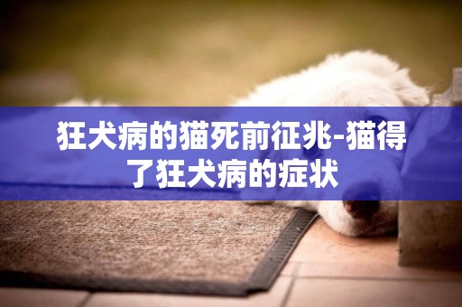 狂犬病的貓死前征兆-貓得了狂犬病的癥狀