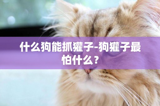 什么狗能抓獾子-狗獾子最怕什么？