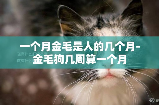 一個月金毛是人的幾個月-金毛狗幾周算一個月