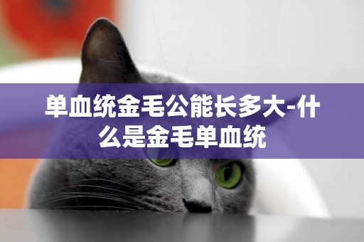 單血統金毛公能長多大-什么是金毛單血統