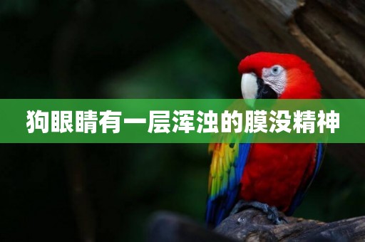 狗眼睛有一層渾濁的膜沒精神