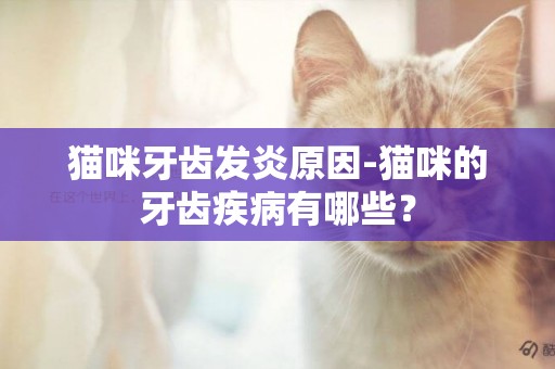 貓咪牙齒發炎原因-貓咪的牙齒疾病有哪些？