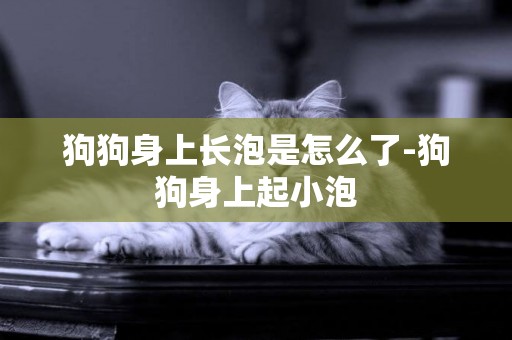 狗狗身上長泡是怎么了-狗狗身上起小泡