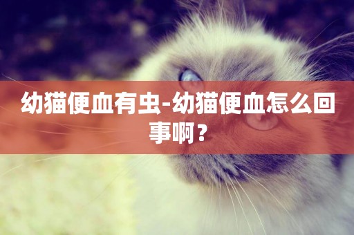 幼貓便血有蟲-幼貓便血怎么回事啊？