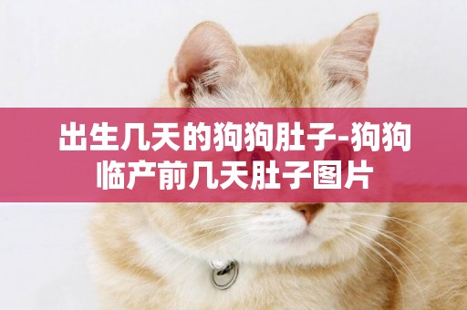 出生幾天的狗狗肚子-狗狗臨產前幾天肚子圖片
