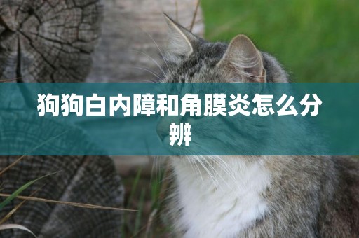 狗狗白內障和角膜炎怎么分辨