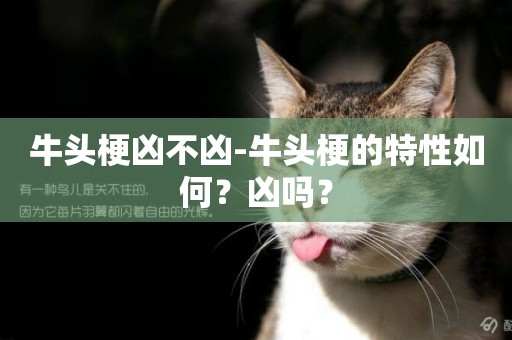 牛頭梗兇不兇-牛頭梗的特性如何？兇嗎？