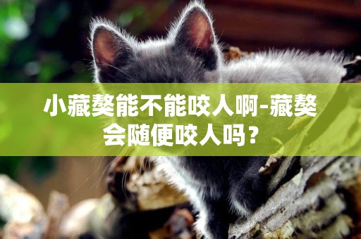 小藏獒能不能咬人啊-藏獒會隨便咬人嗎？