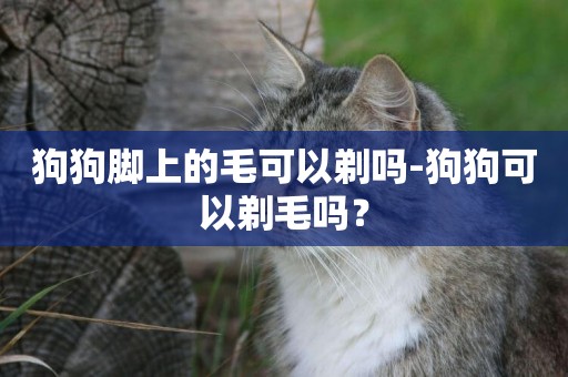 狗狗腳上的毛可以剃嗎-狗狗可以剃毛嗎？