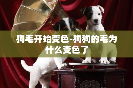 狗毛開始變色-狗狗的毛為什么變色了