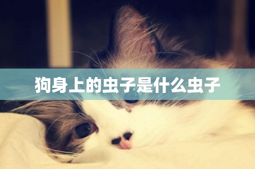 狗身上的蟲子是什么蟲子