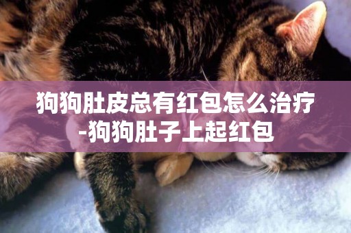 狗狗肚皮總有紅包怎么治療-狗狗肚子上起紅包