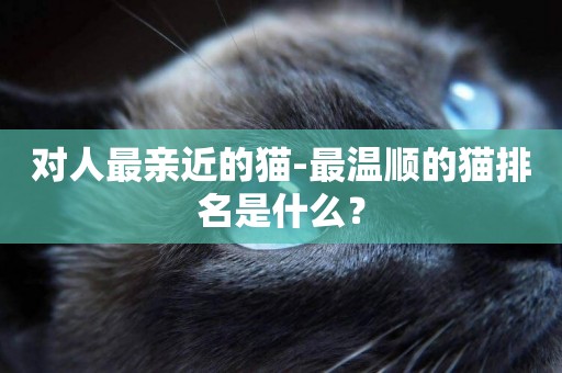 對人最親近的貓-最溫順的貓排名是什么？